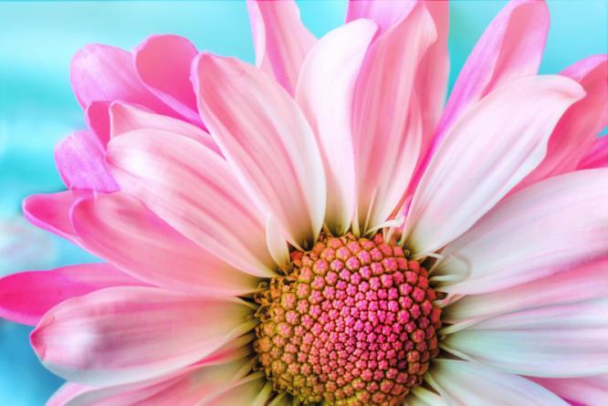 jillwellington_flower_3140492_1920.jpg